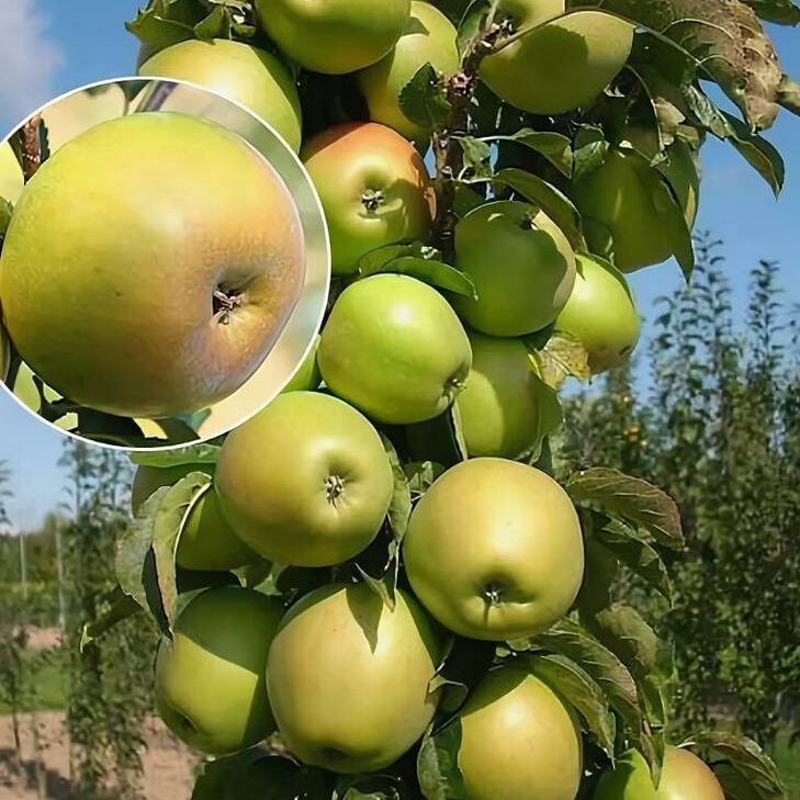 Янтарное ожерелье